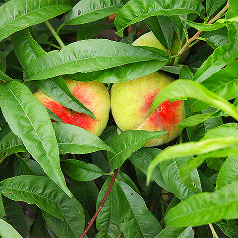 domestic fruit