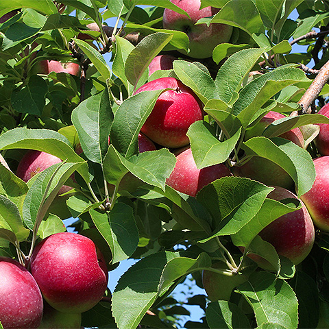 fuji apple