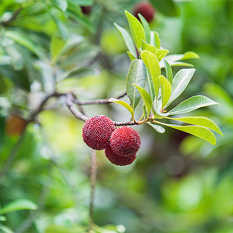 myrica rubra