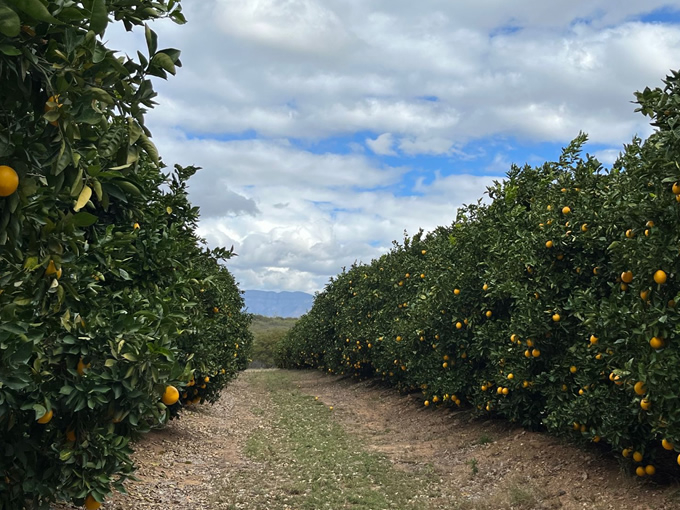 Oranges farm