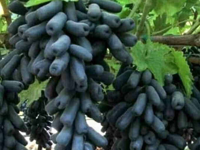 grape farm