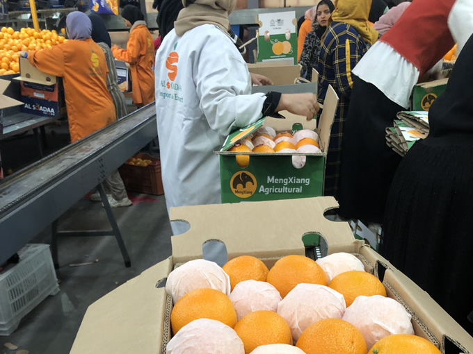 oranges packing