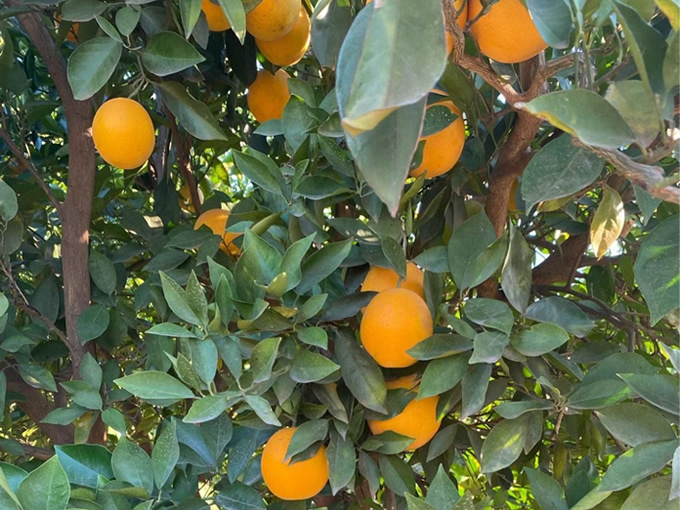 Oranges farm