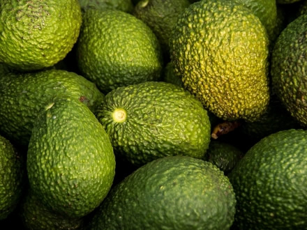 China avocado report: domestic output is expected to reach 20000 tons, and imports continue to grow